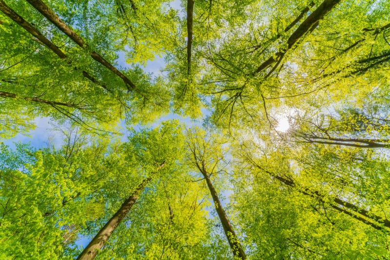 Looking up through lush green forest canopy toward sunny sky