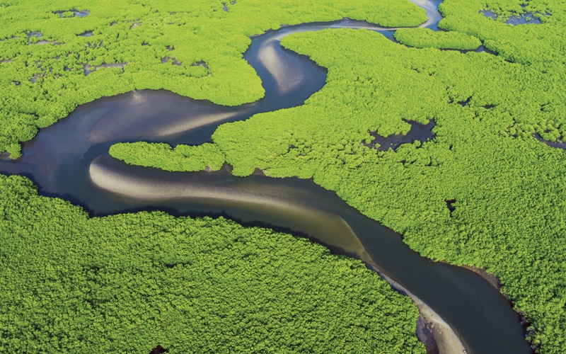 Aerial view of winding river through lush green mangrove forest