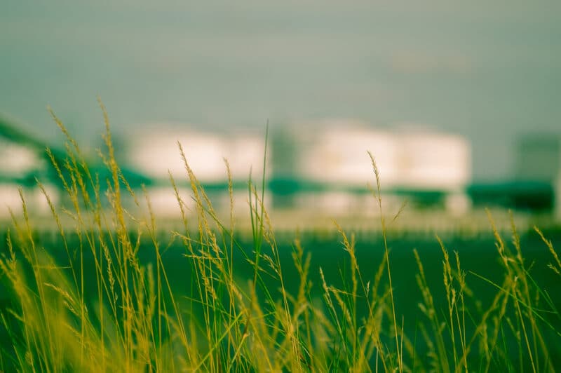 Close-up of wild grass stalks with blurred buildings background